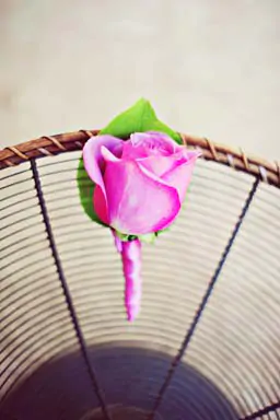 Pink and Purple Rose